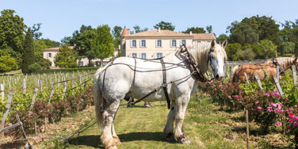 Chateau Troplong Mondot Weinbergspferd